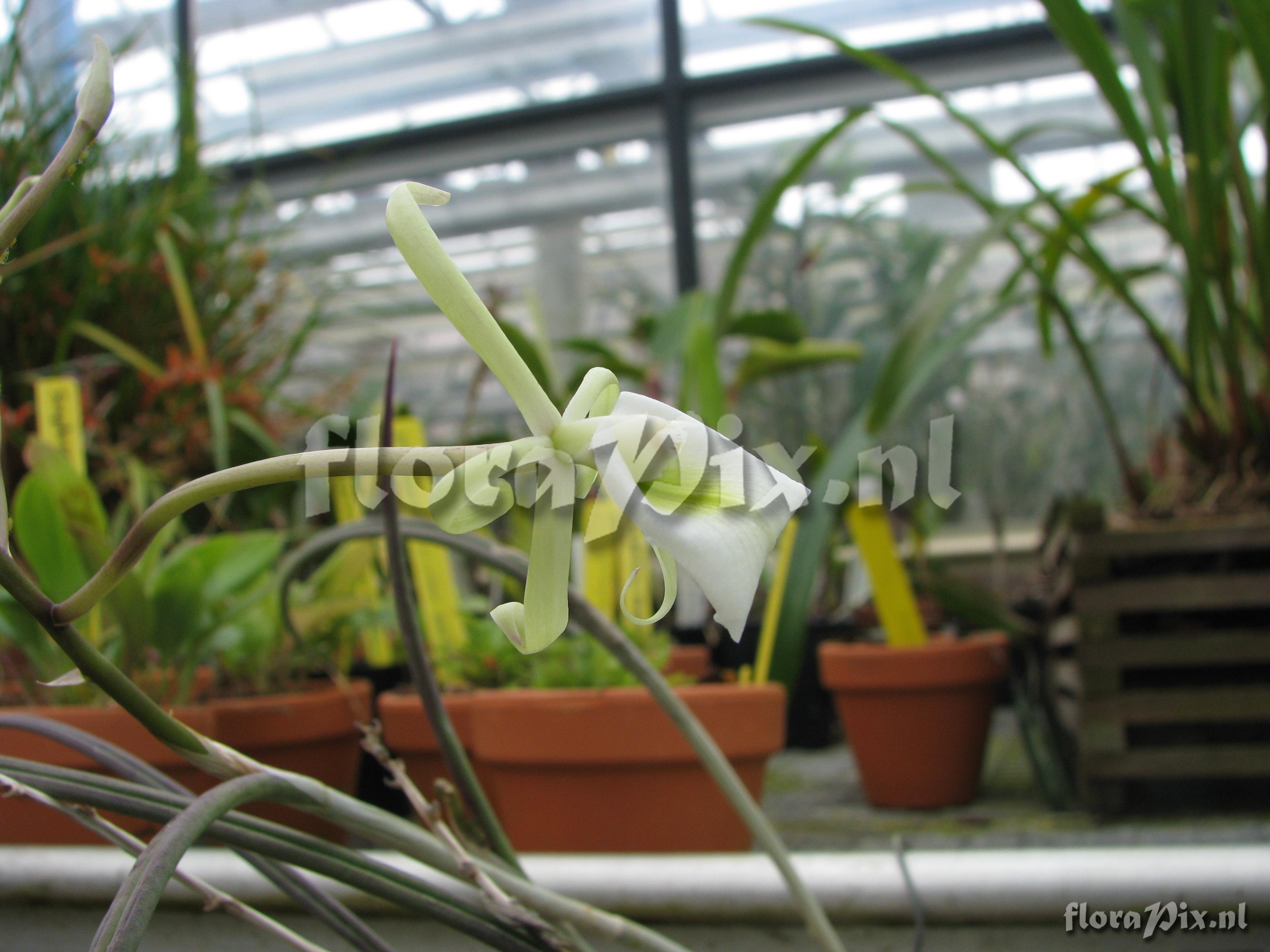 Brassavola tuberculata