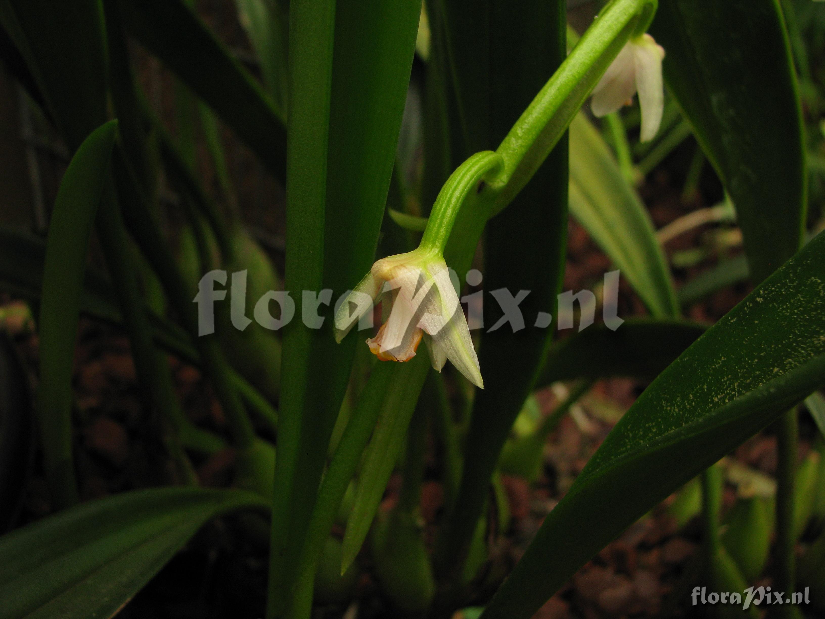 Eria rosea