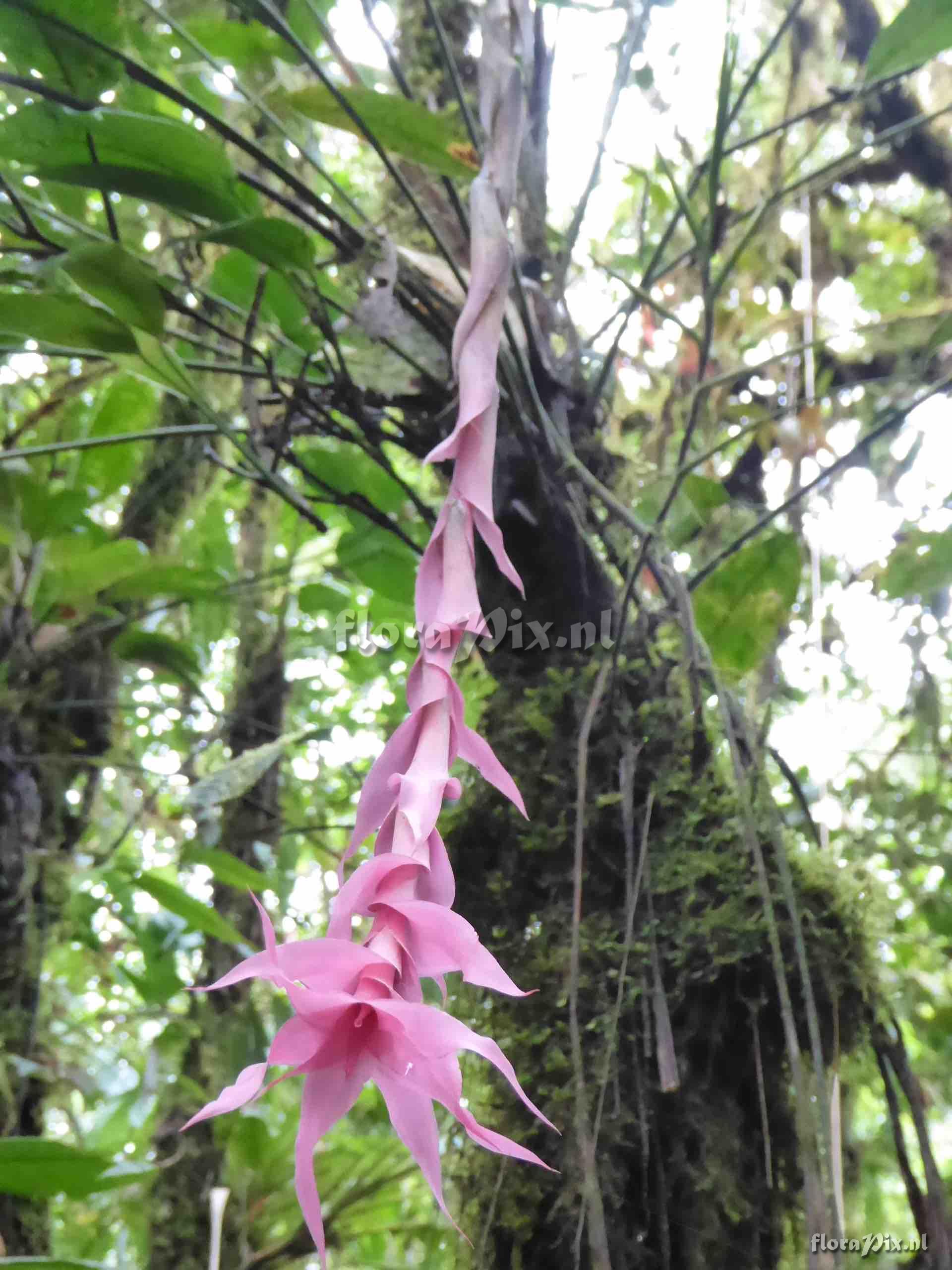 Pitcairnia sp