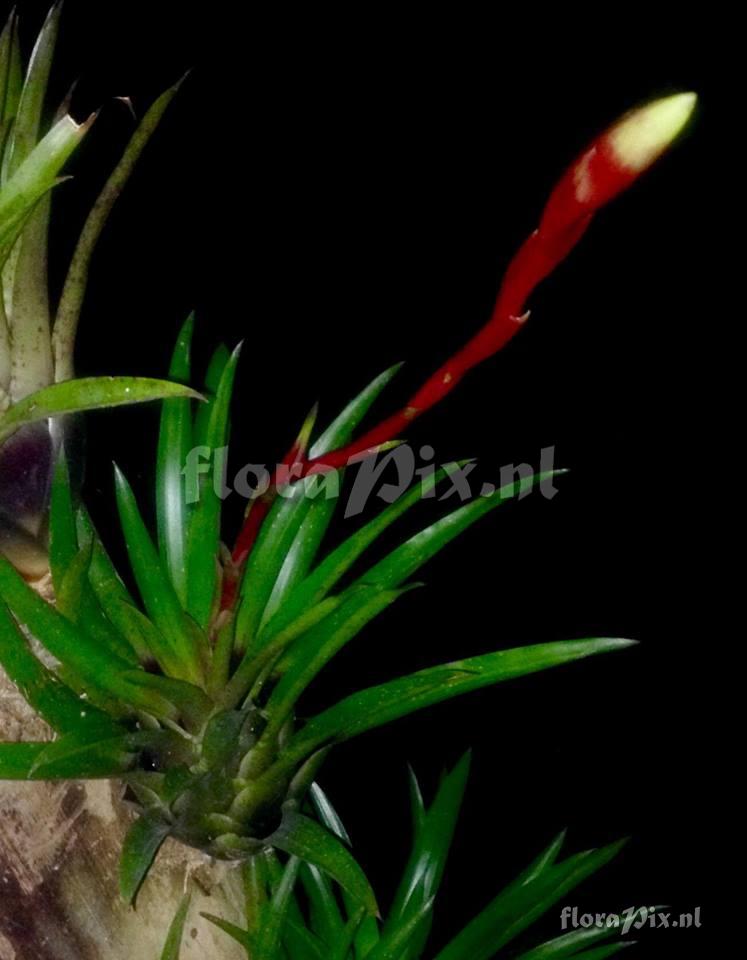 Tillandsia sp