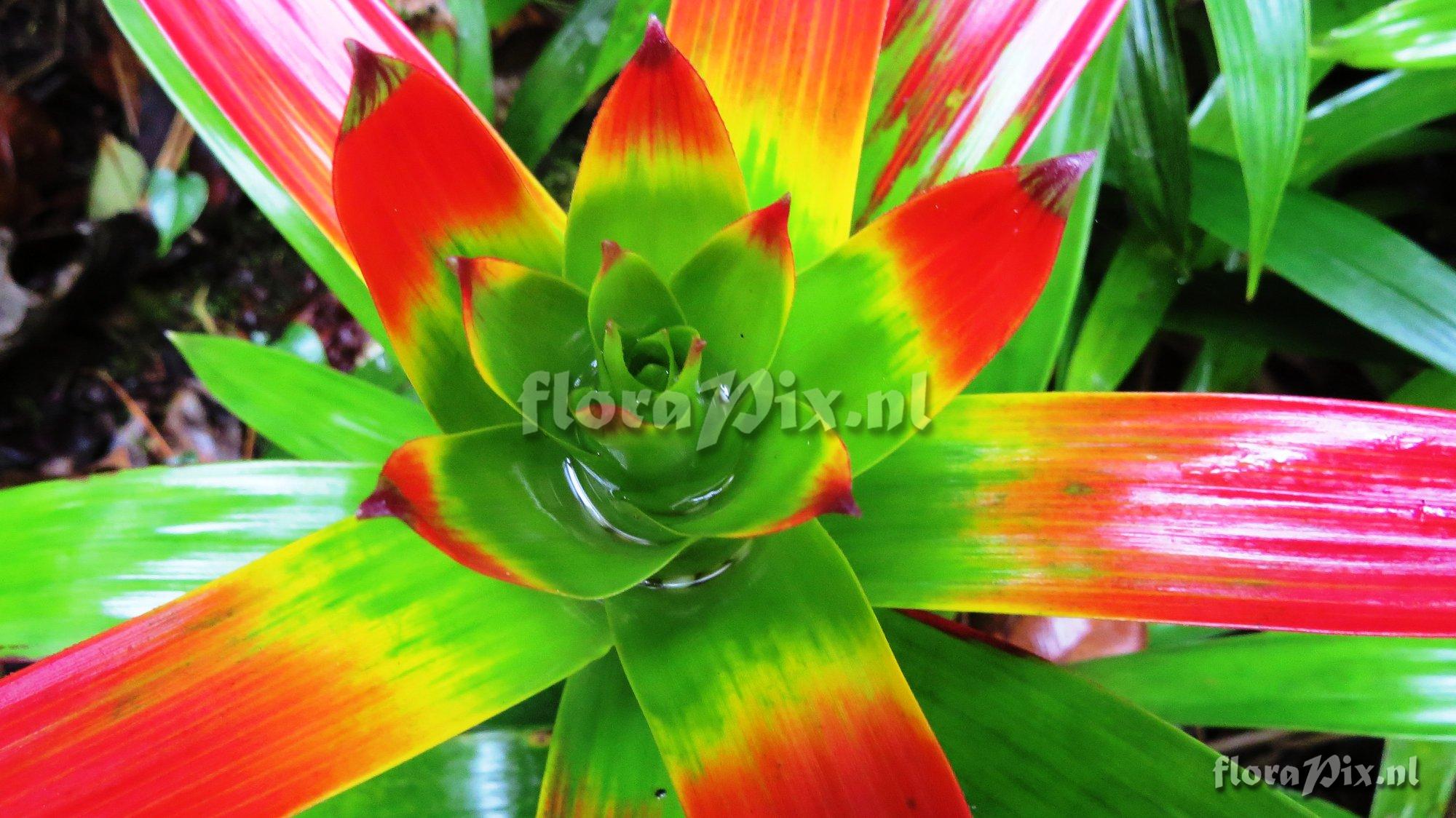 Guzmania sibundoyorum