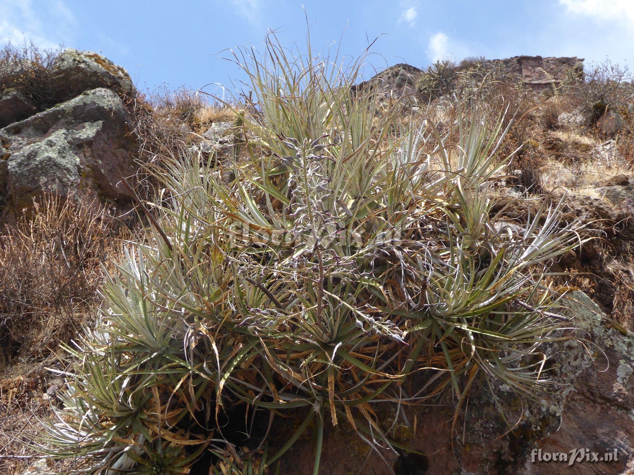 Puya sp