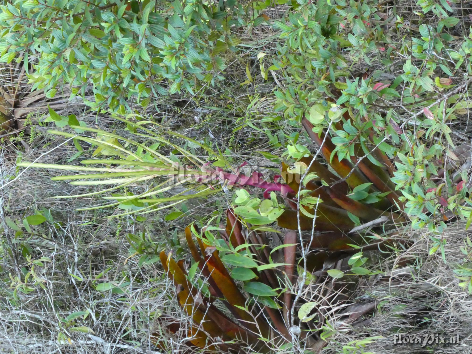Lutheria sp
