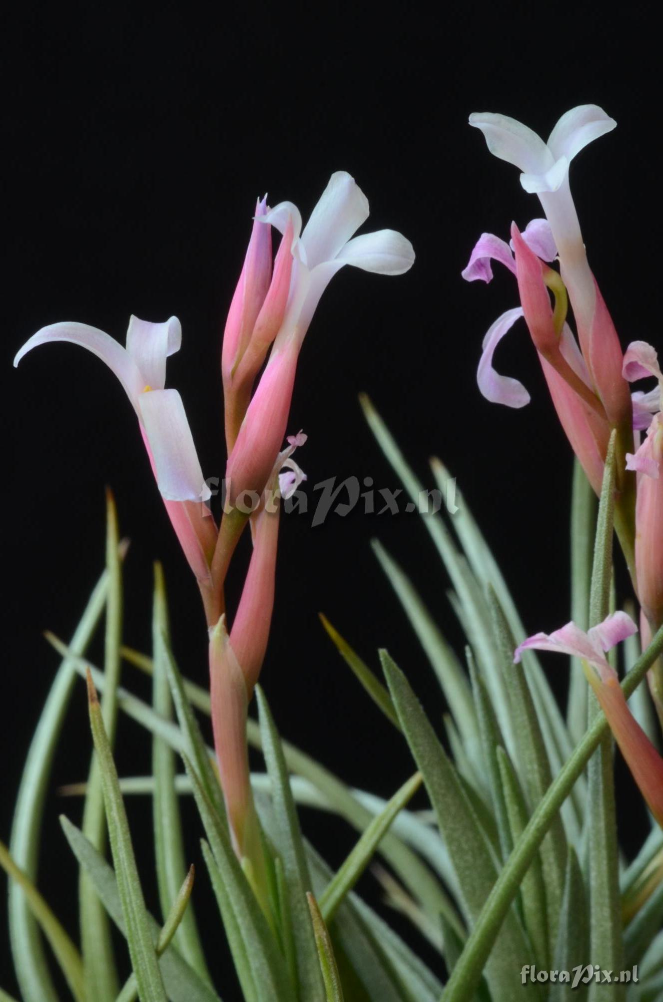 Tillandsia walter-richteri 