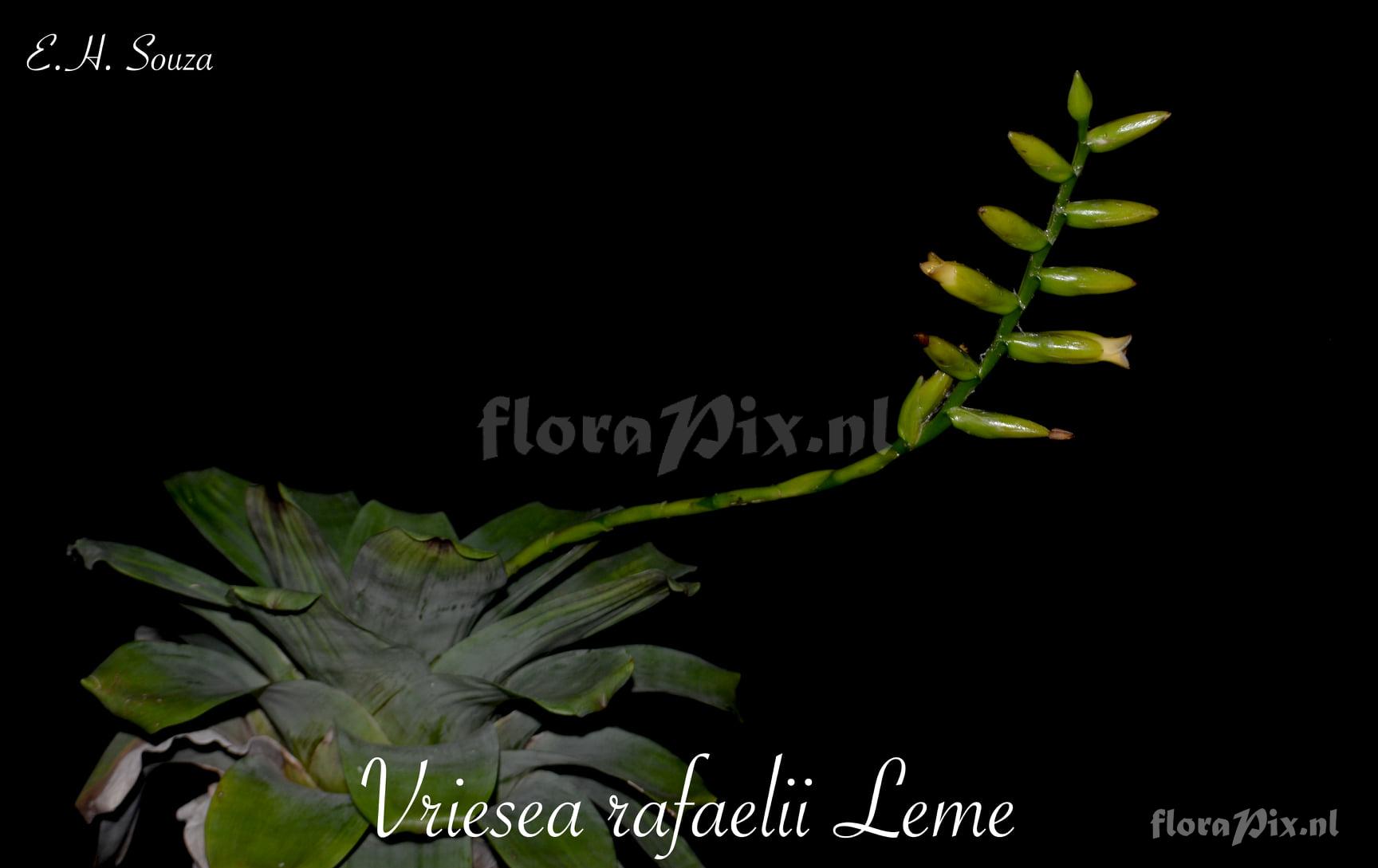 Vriesea rafaelii