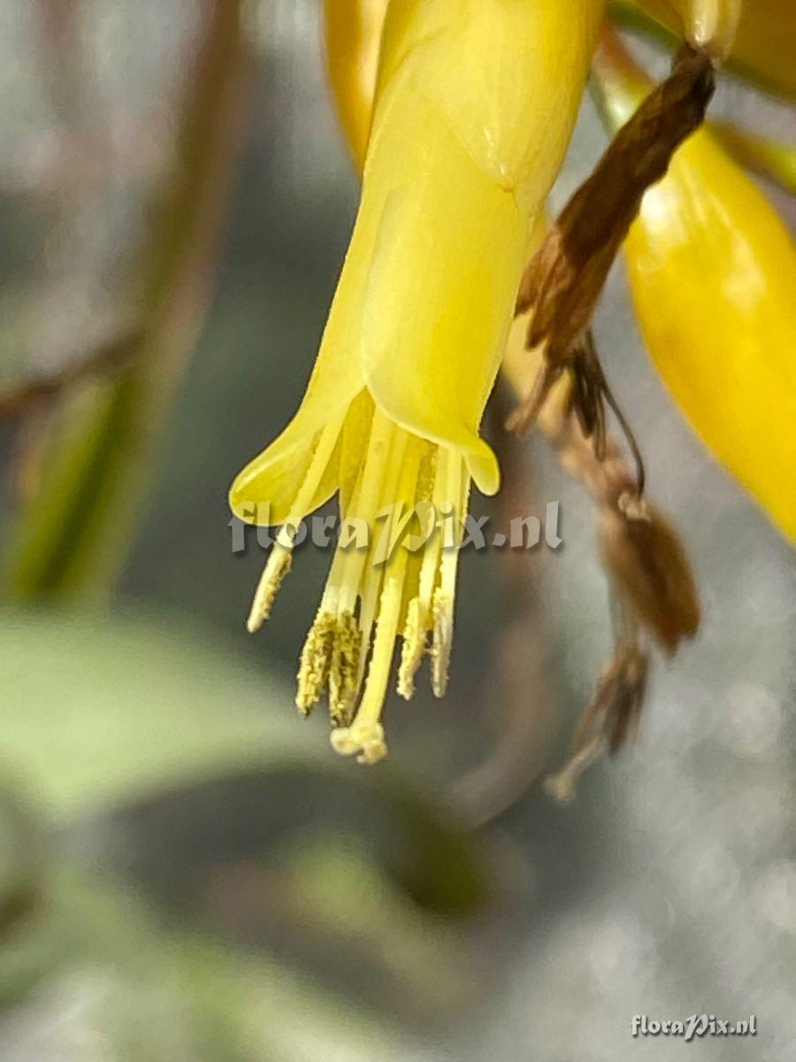 Vriesea botafogensis