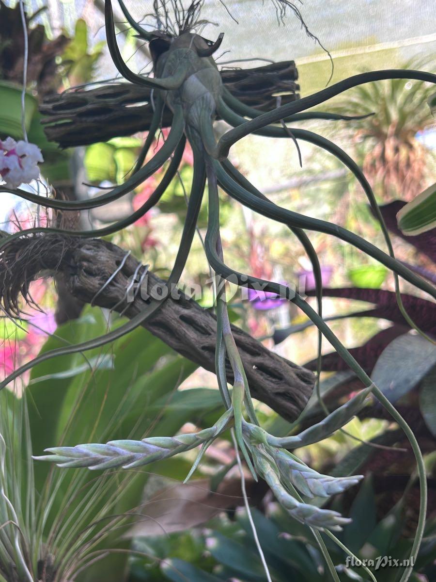 Tillandsia pseudobaileyi