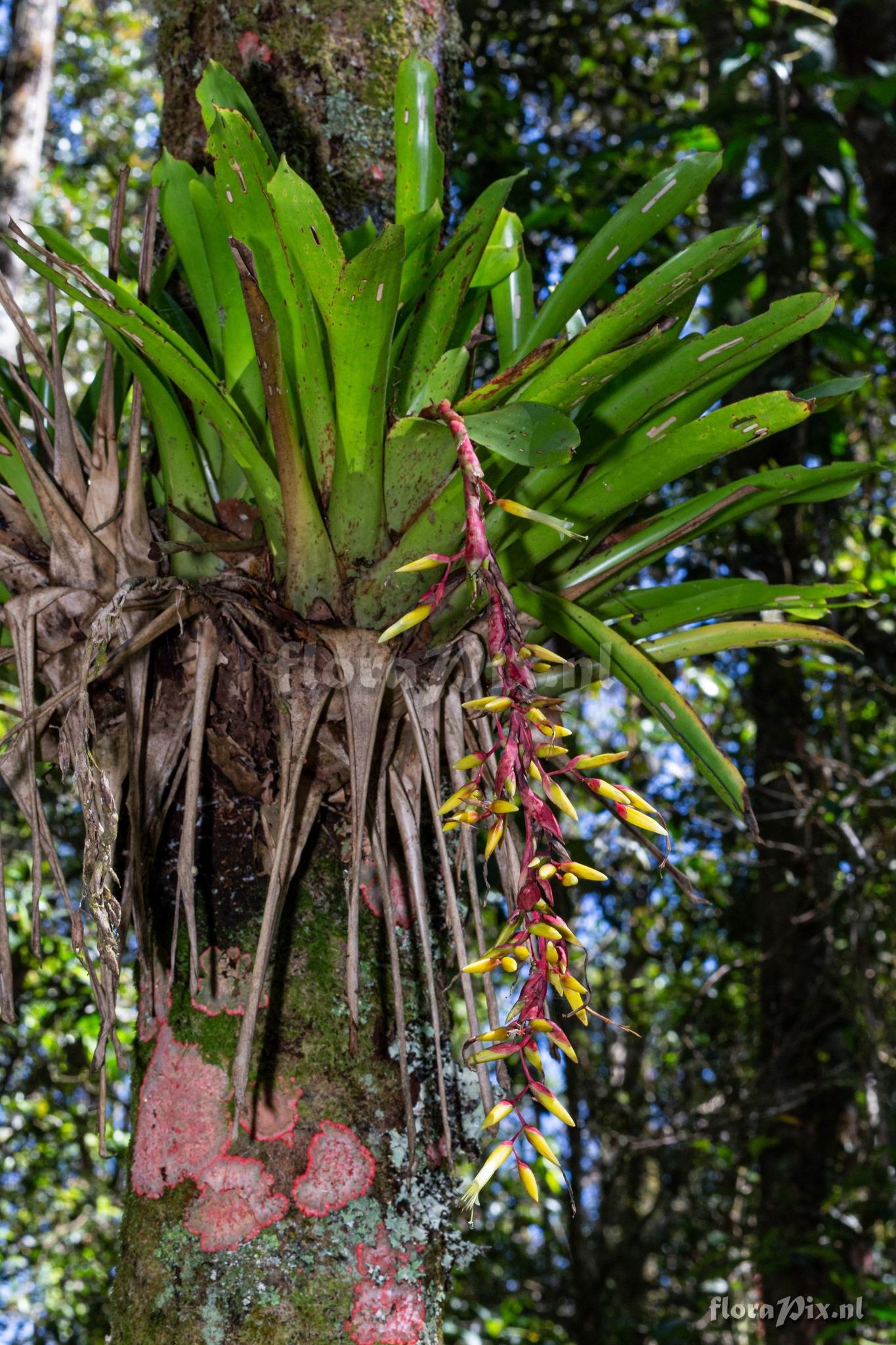 Vriesea billbergioides