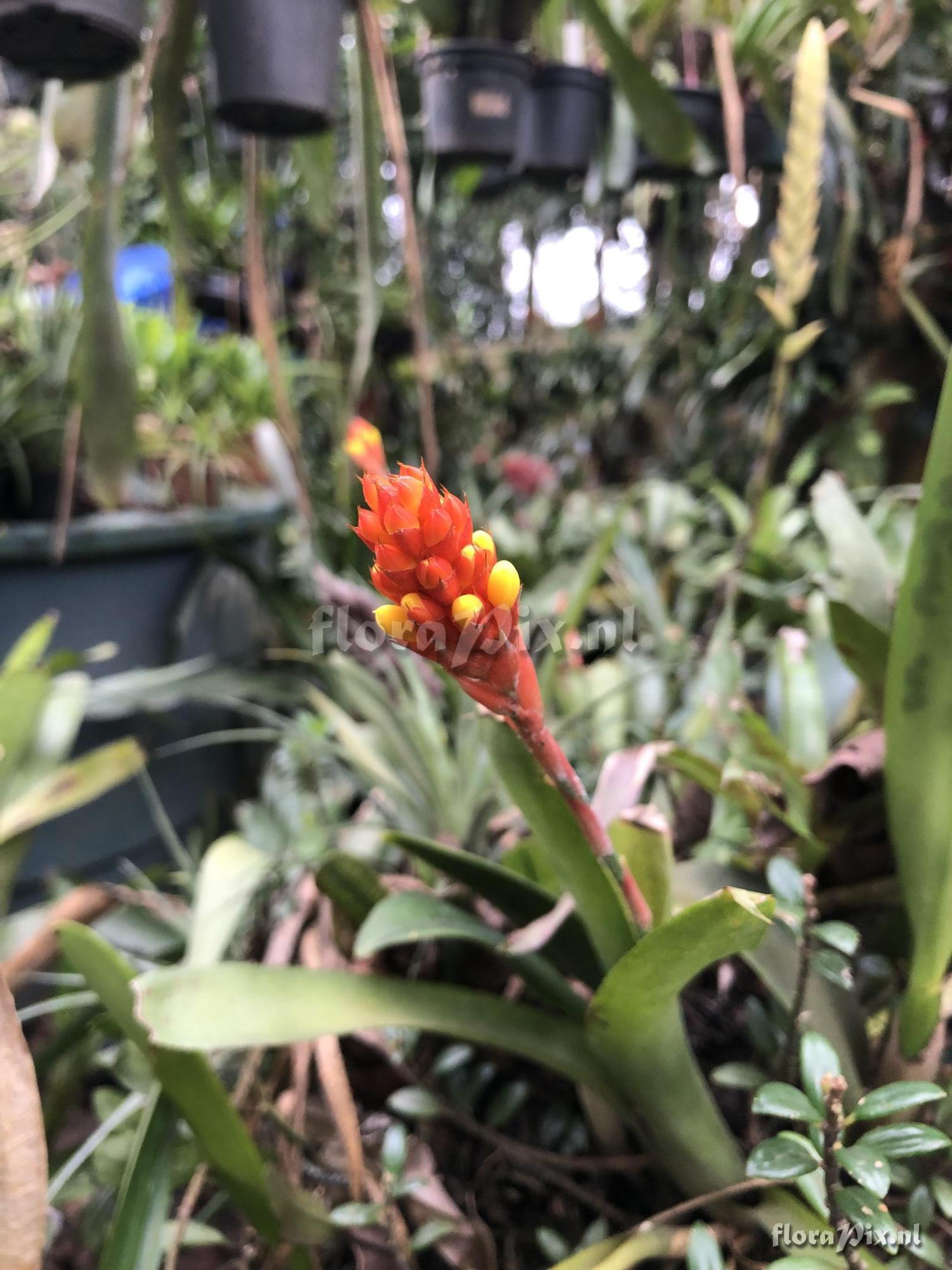 Aechmea kleinii 