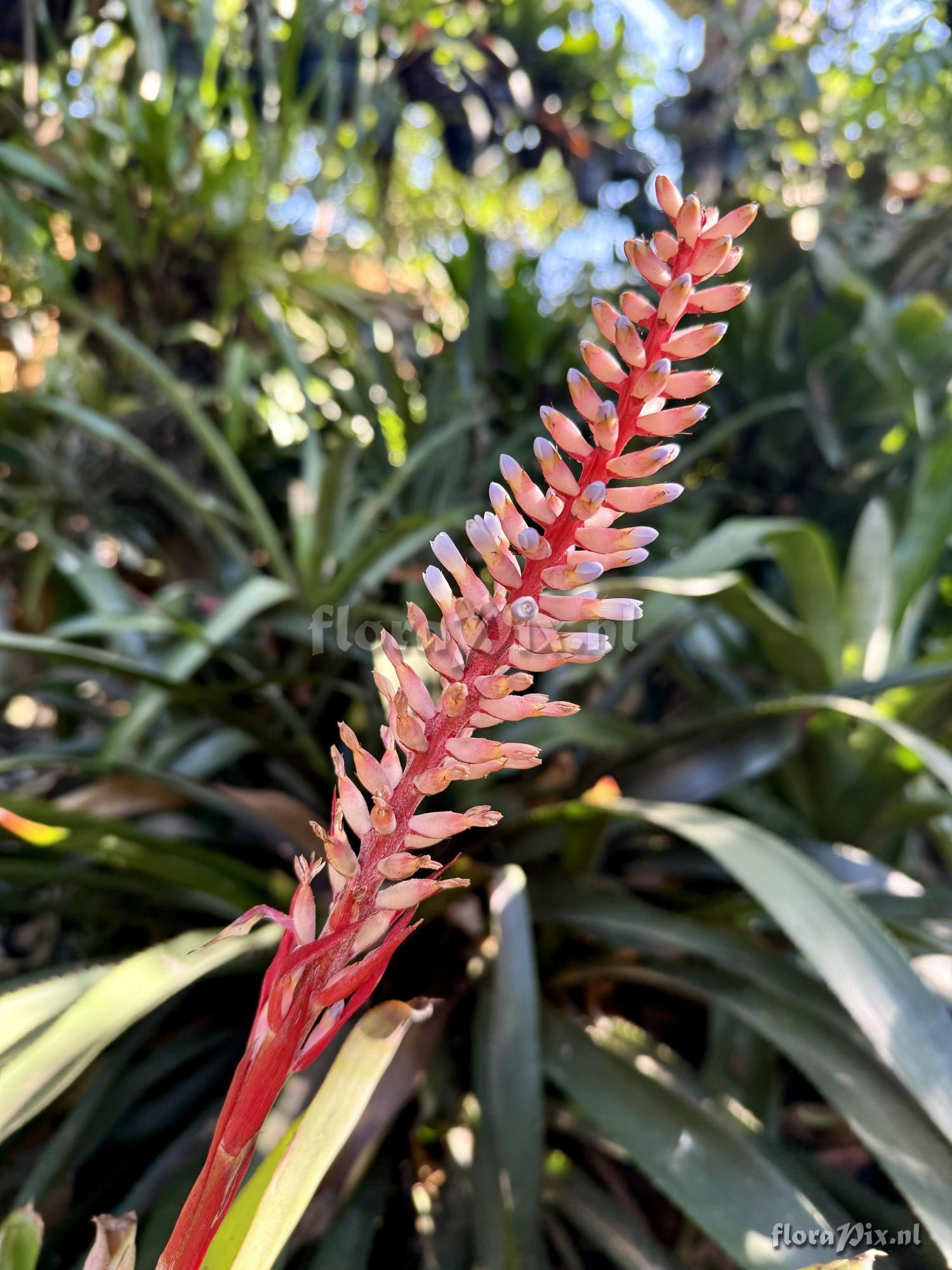 Aechmea sp
