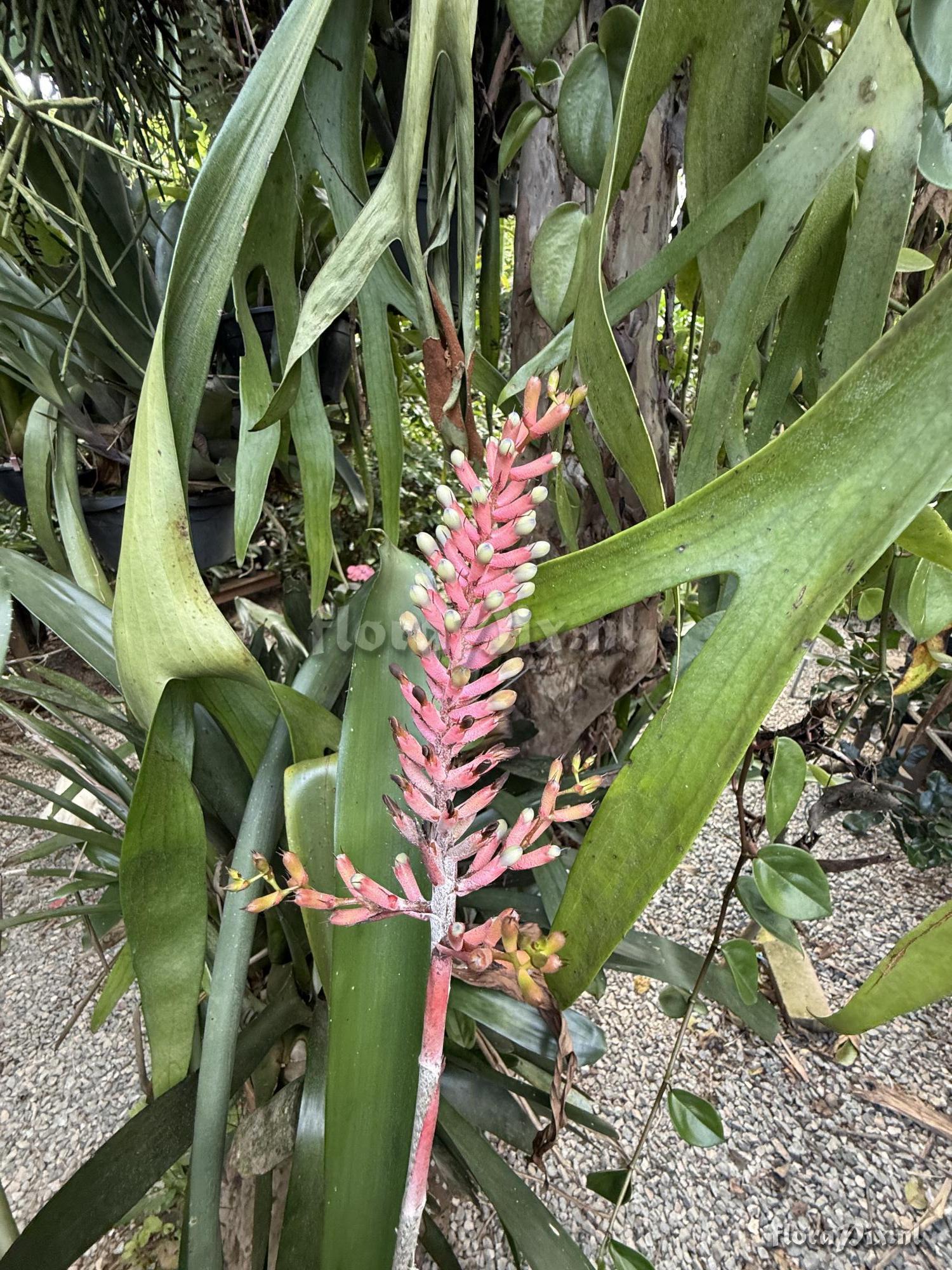 Aechmea sp.