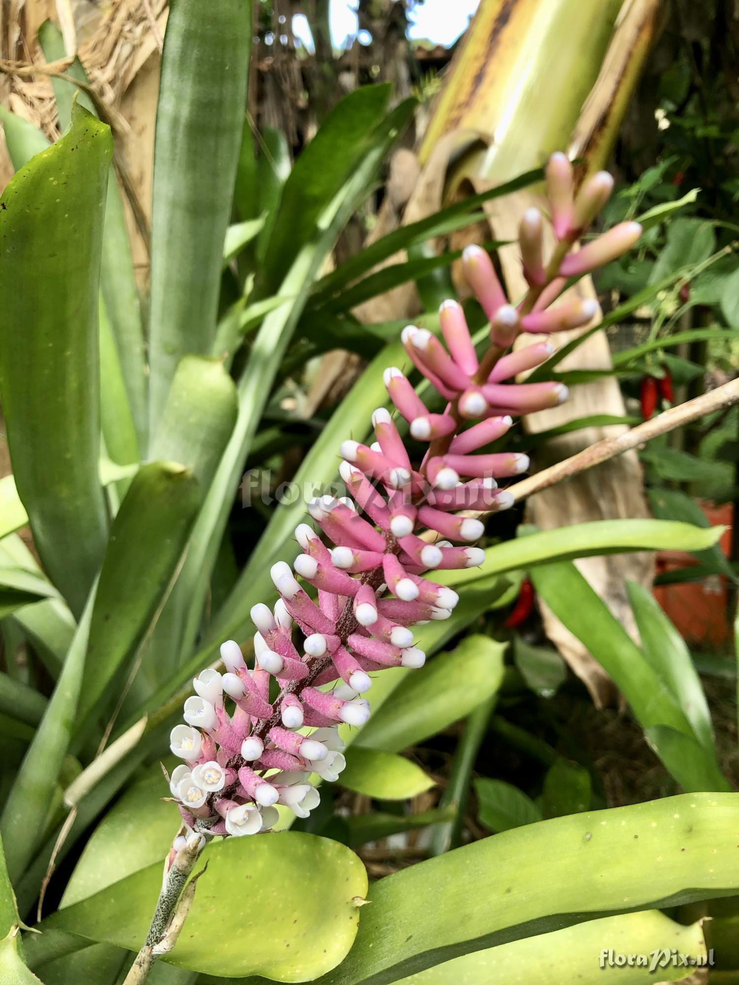 Aechmea gamosepala var. nivea