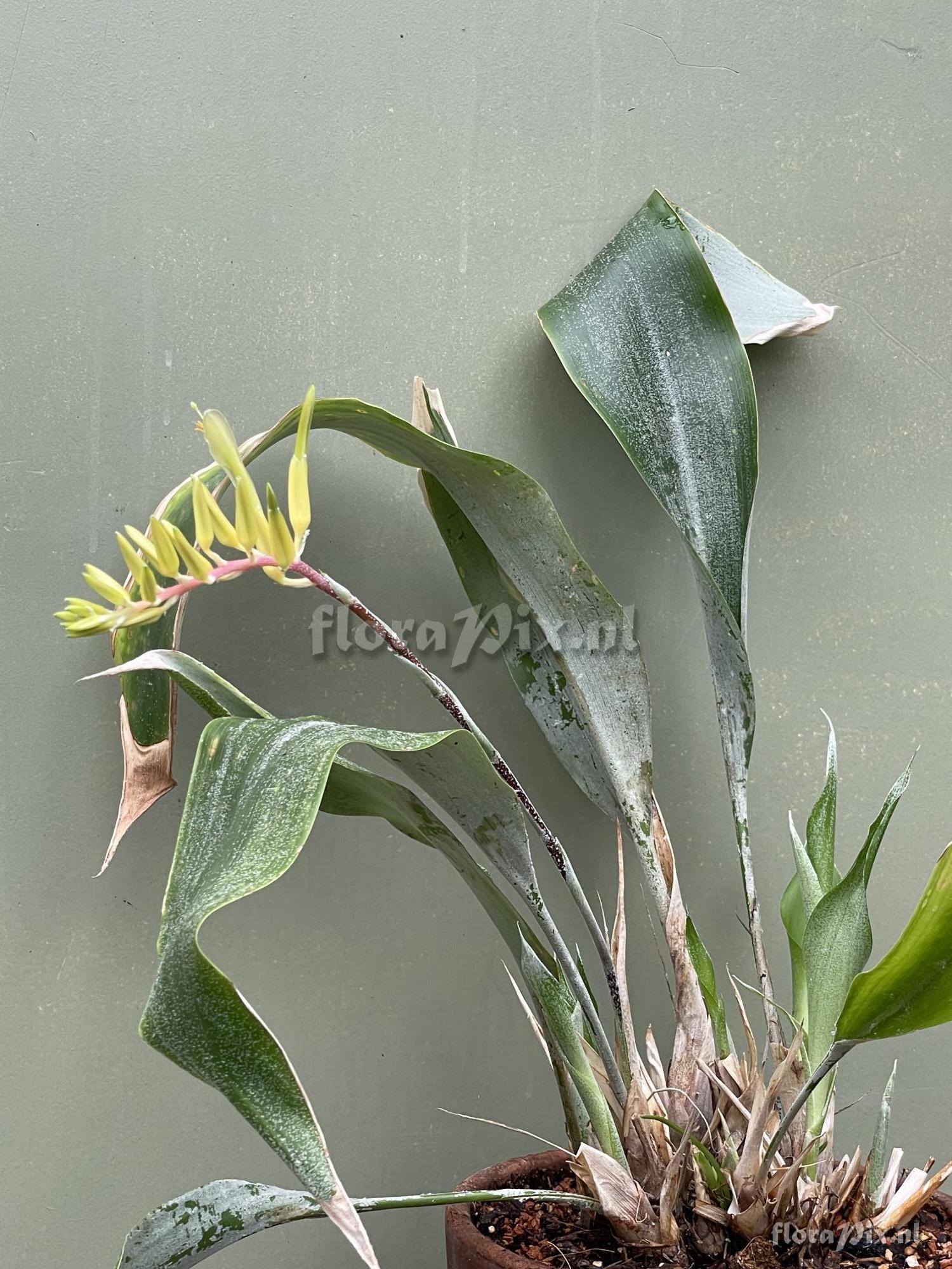 Pitcairnia chiapensis