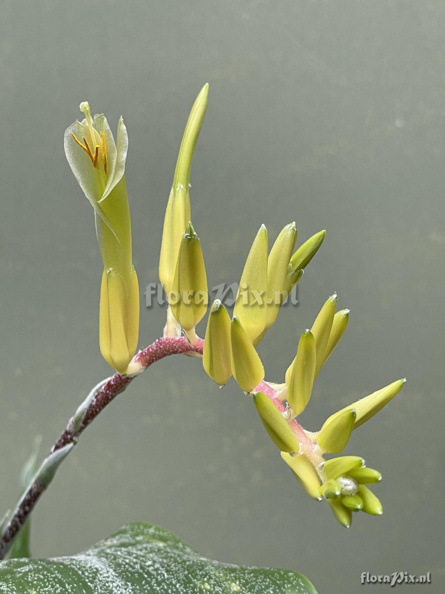 Pitcairnia chiapensis