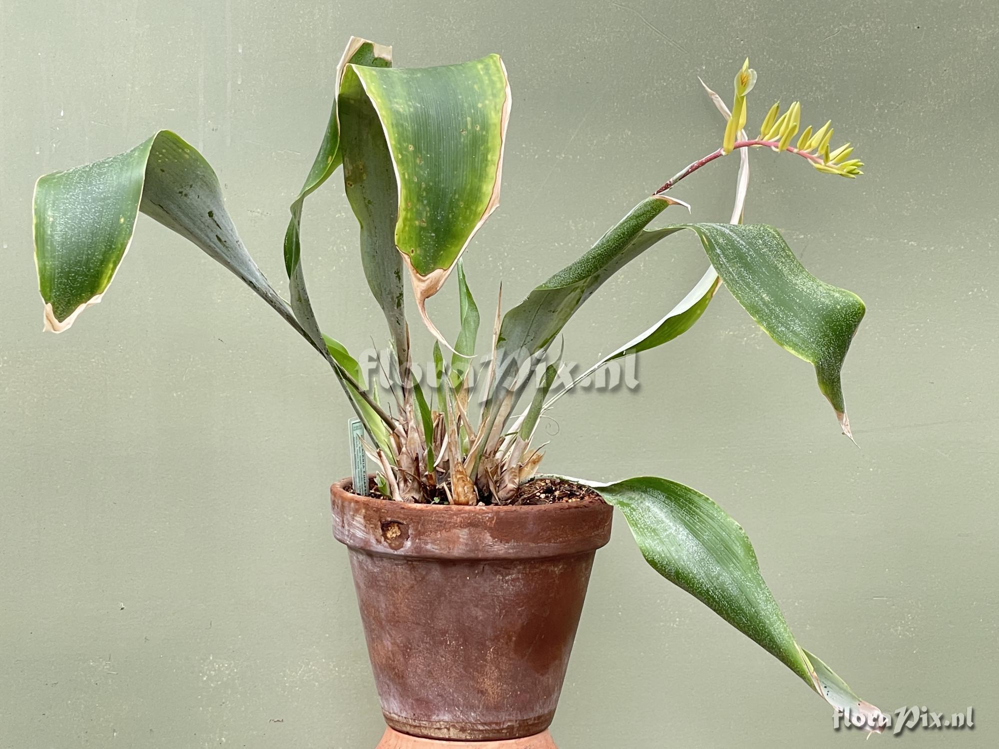 Pitcairnia chiapensis