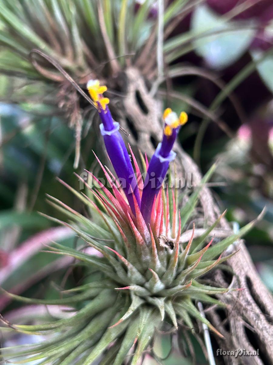 Tillandsia ionantha