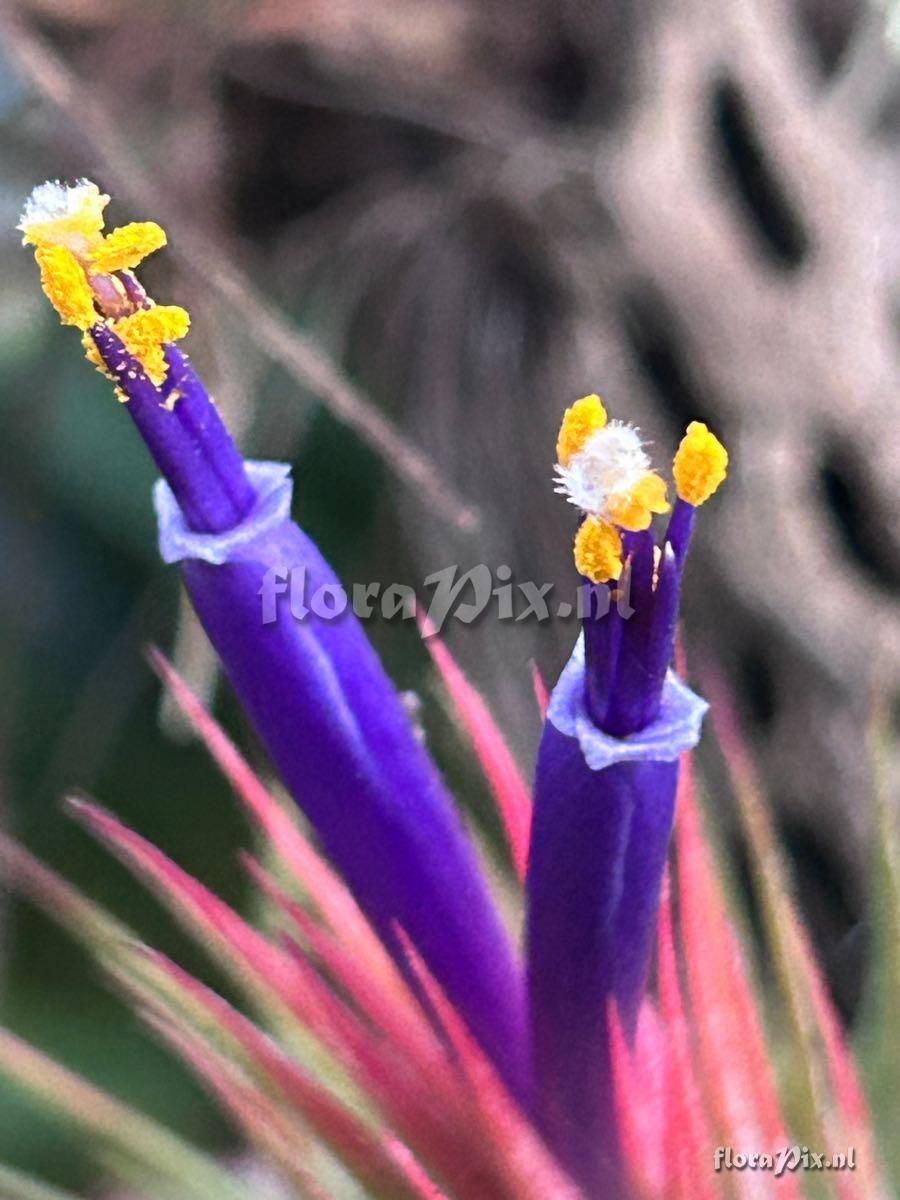 Tillandsia ionantha