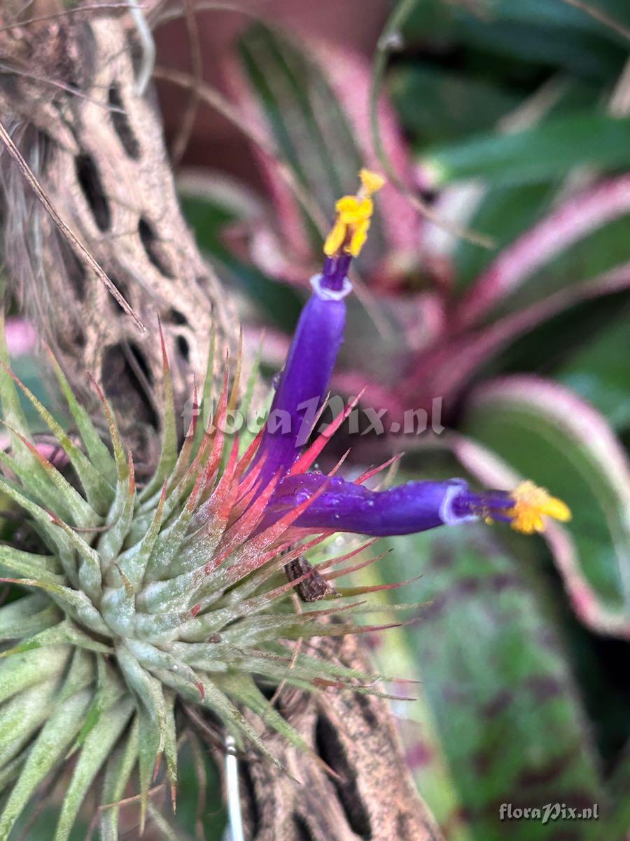 Tillandsia ionantha