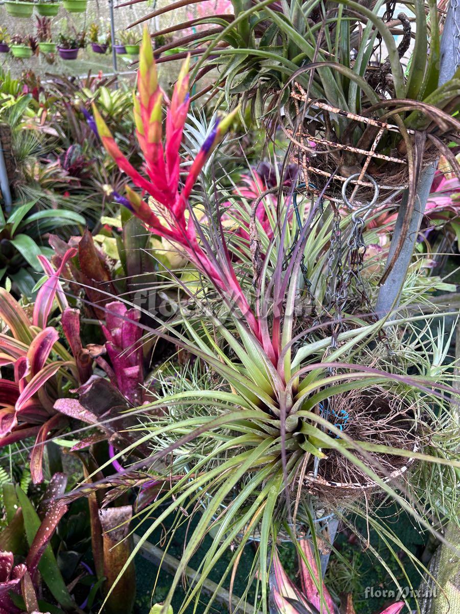 Tillandsia fasciculata