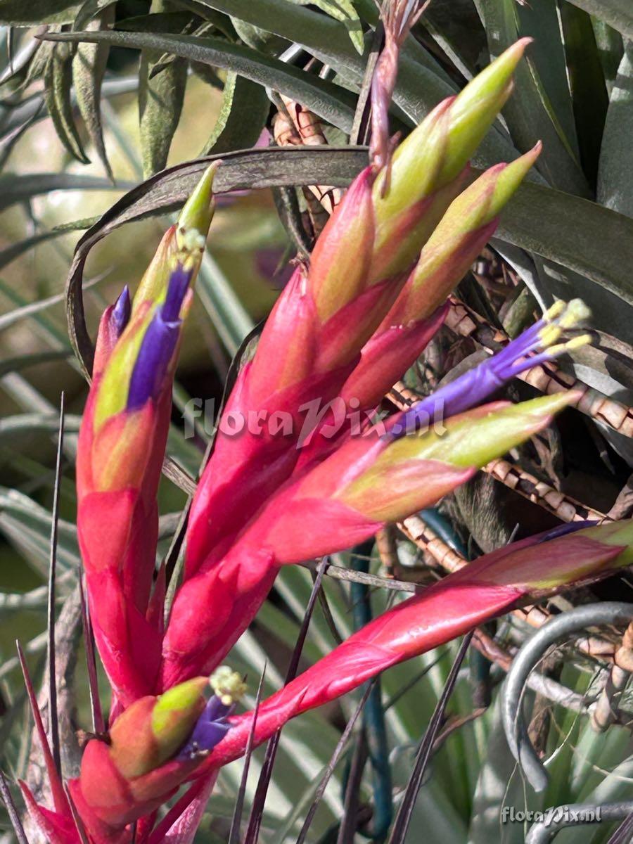 Tillandsia fasciculata