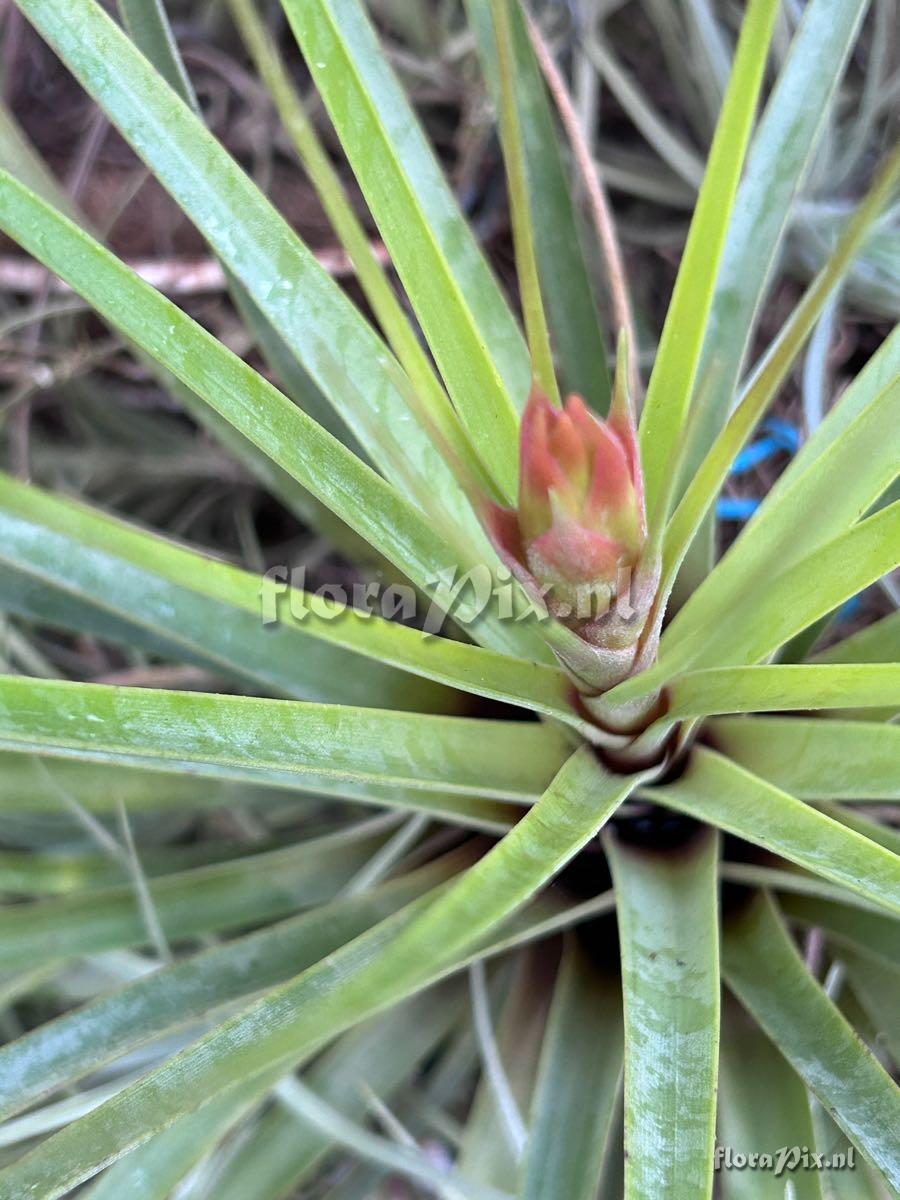 Tillandsia fasciculata