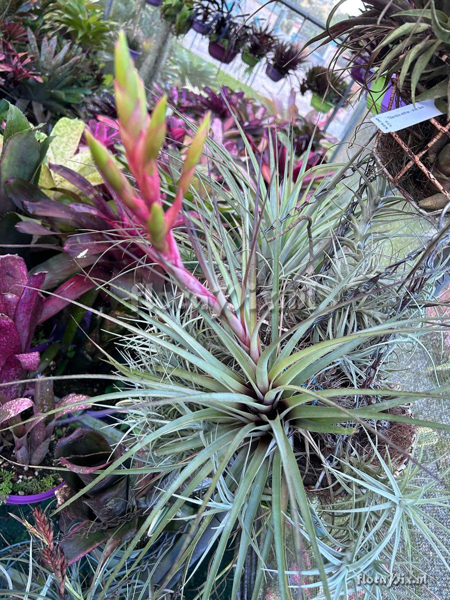 Tillandsia fasciculata