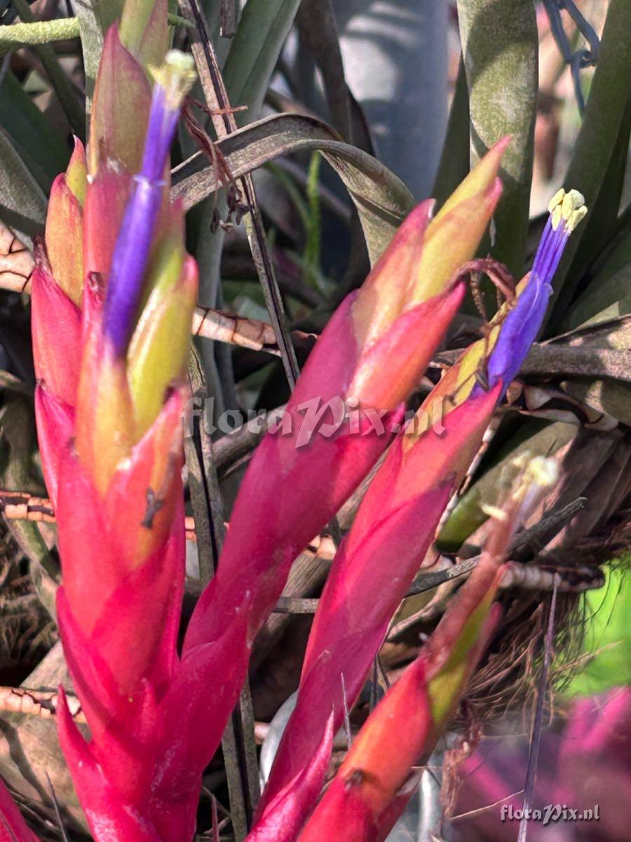Tillandsia fasciculata