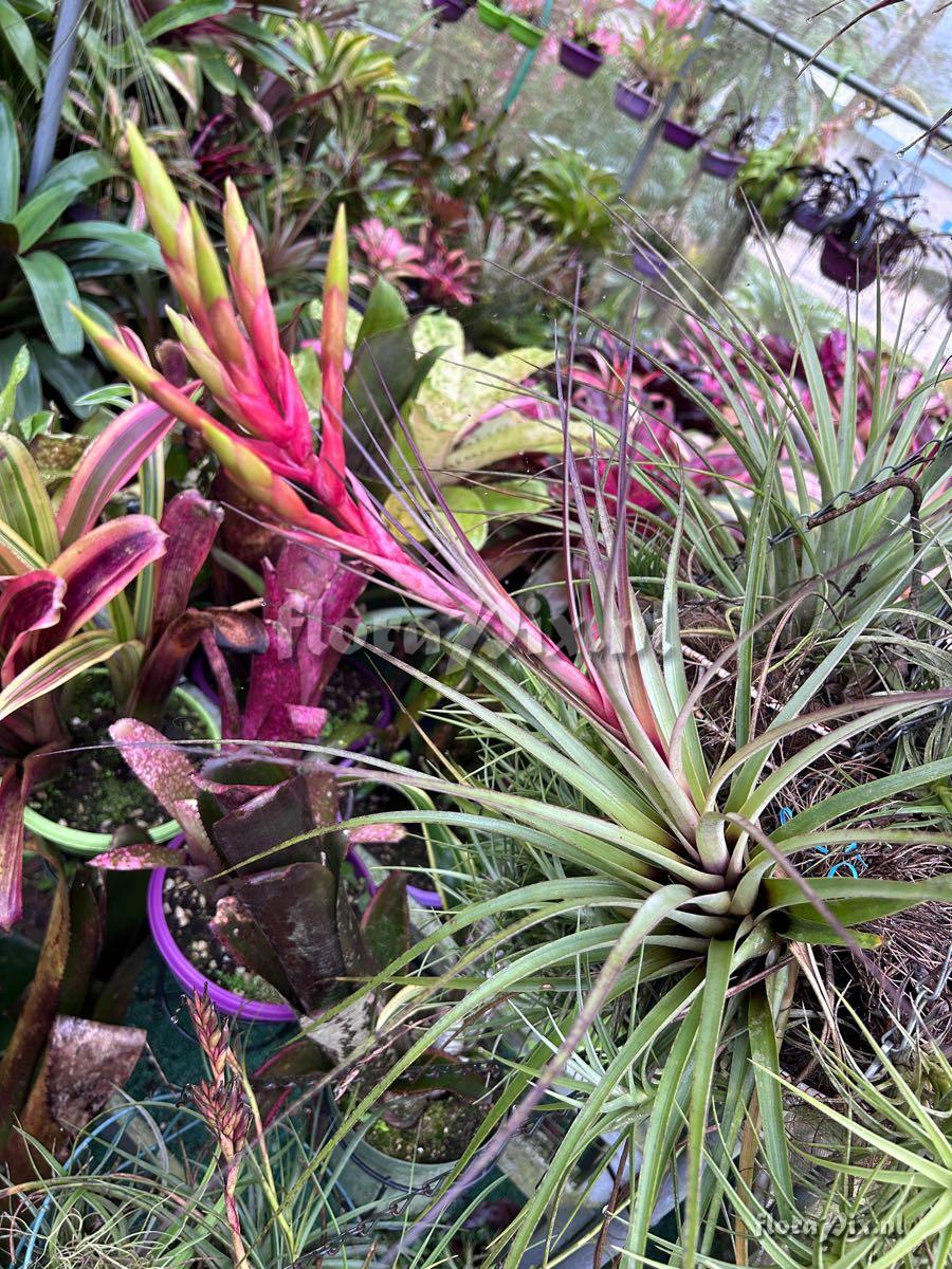 Tillandsia fasciculata