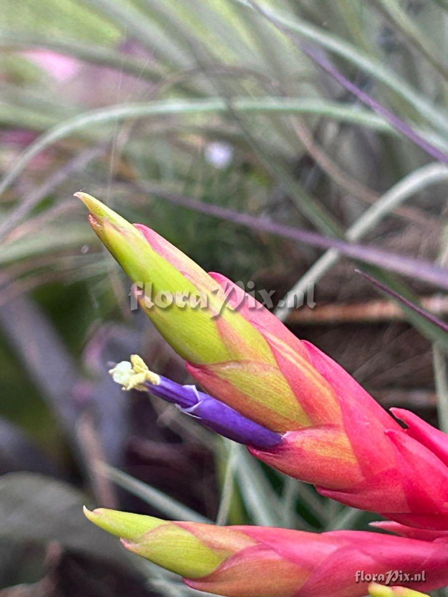 Tillandsia fasciculata