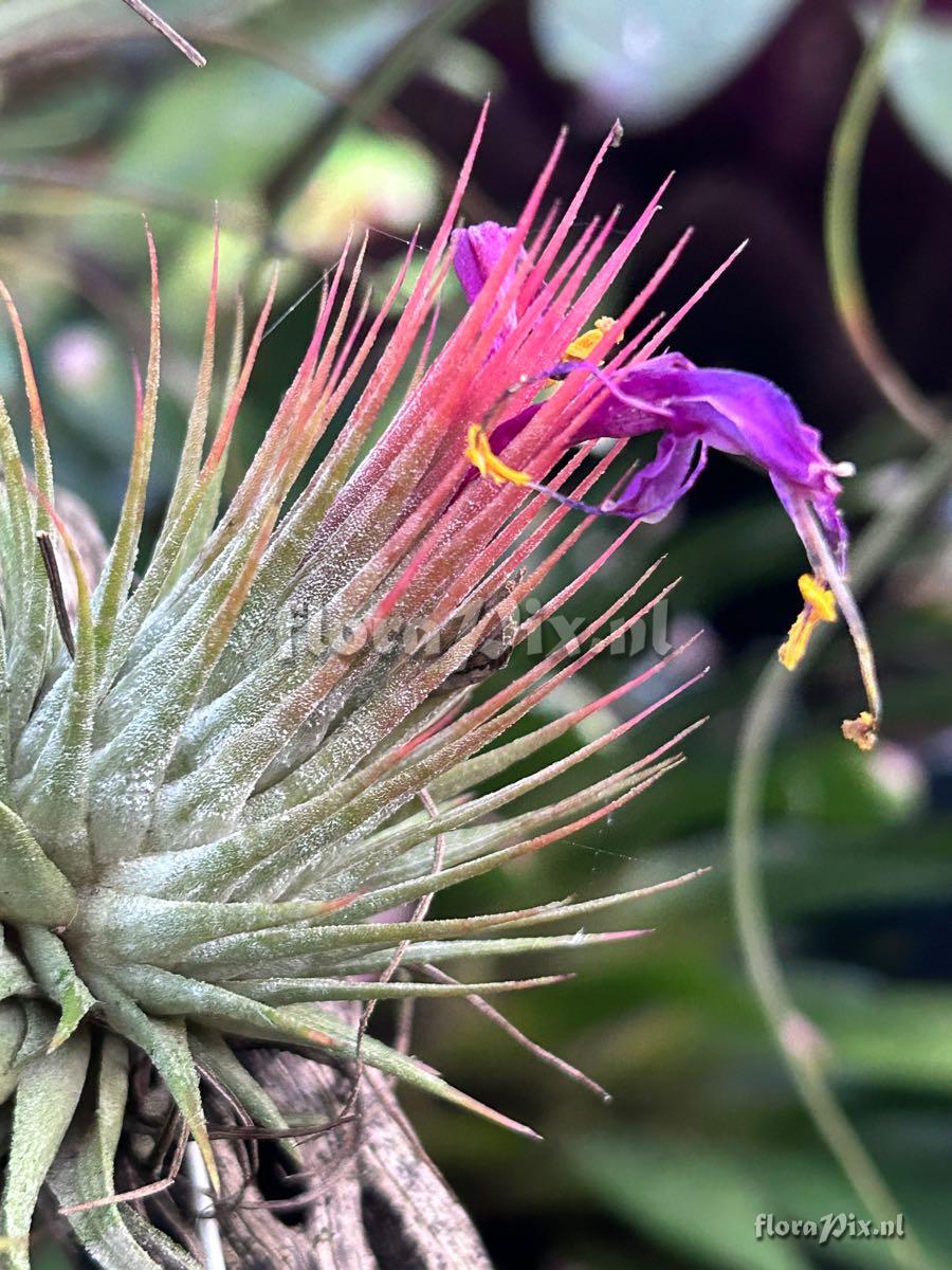 Tillandsia ionantha