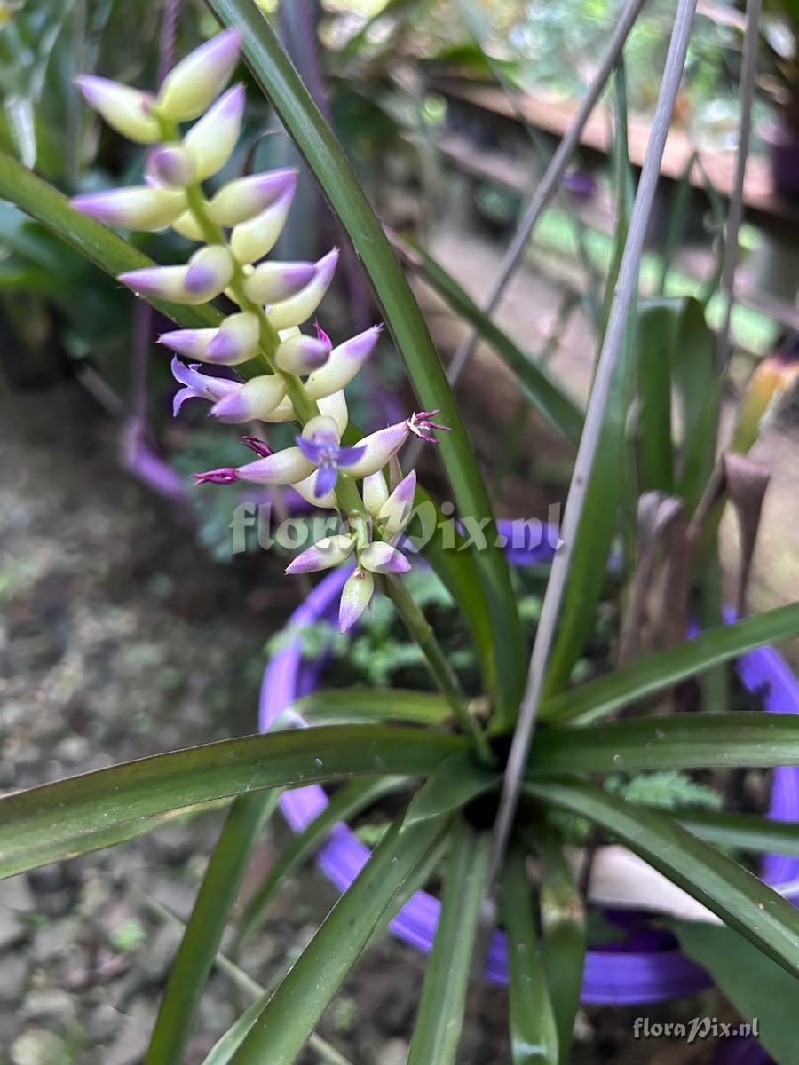 Wittmackia brasiliensis