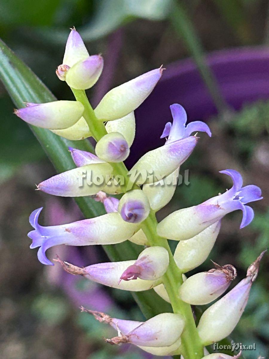 Wittmackia brasiliensis