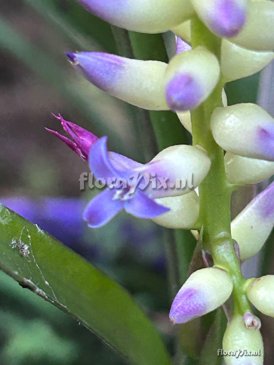 Wittmackia brasiliensis