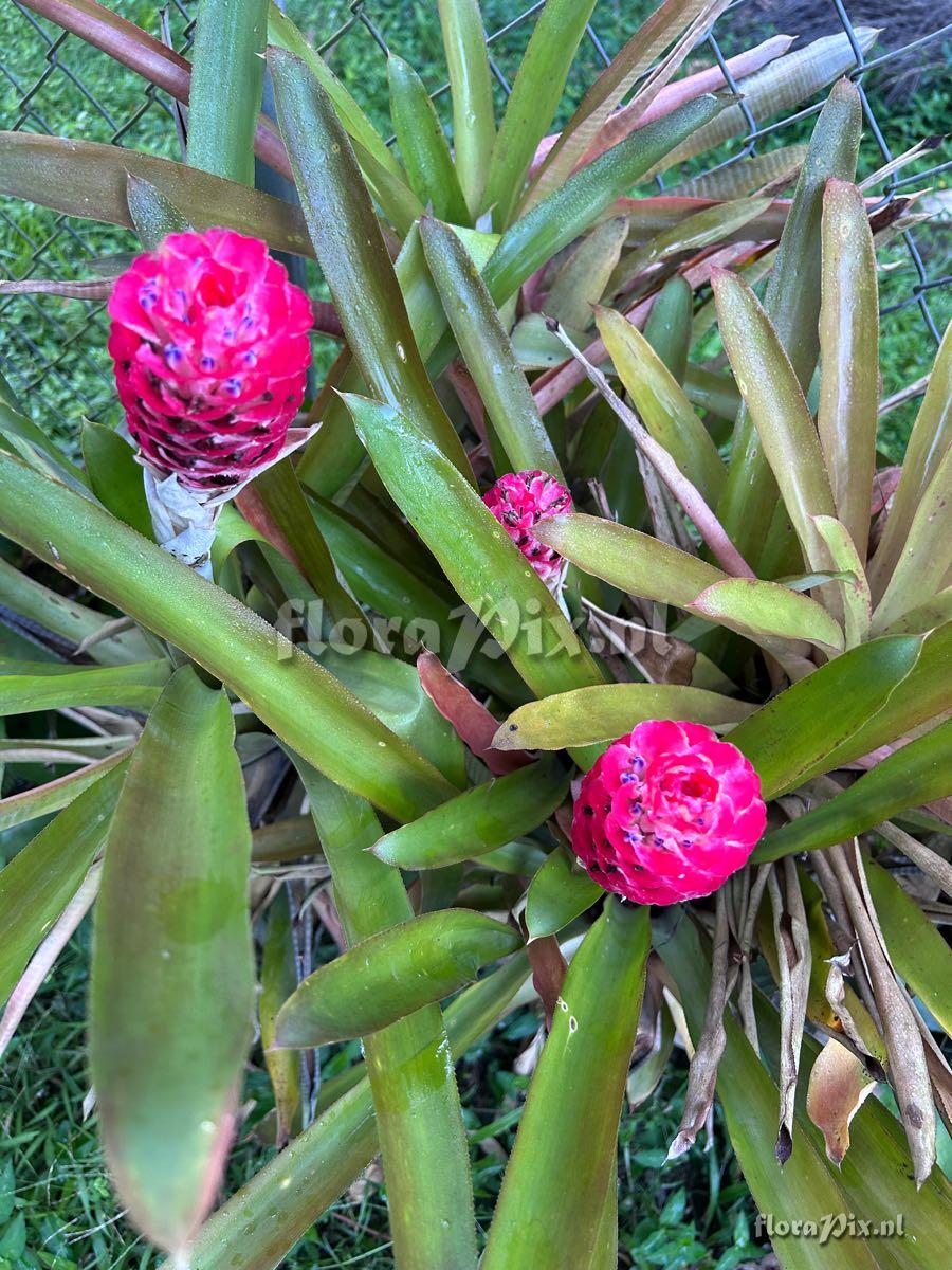 Quesnelia quesneliana