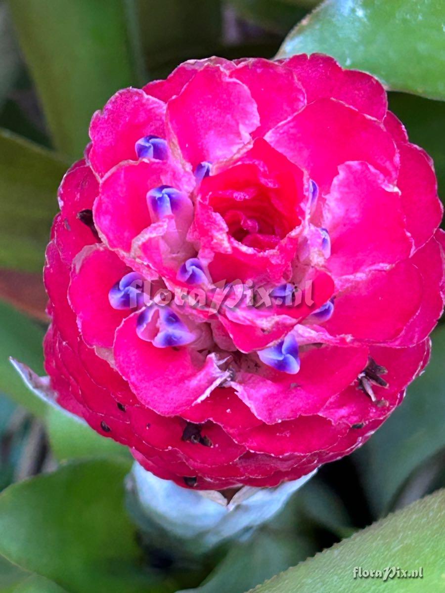 Quesnelia quesneliana