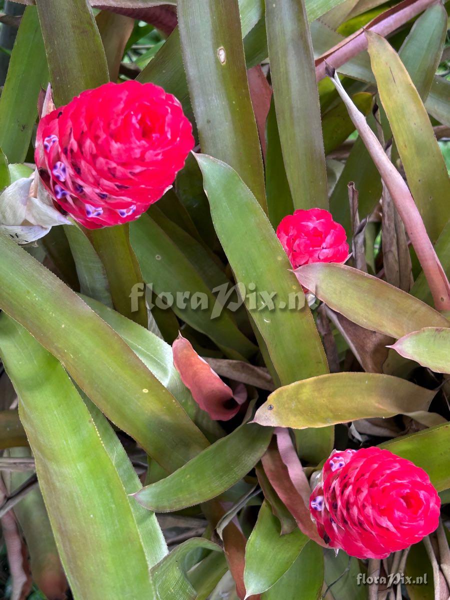 Quesnelia quesneliana