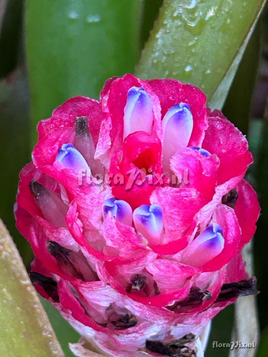 Quesnelia quesneliana