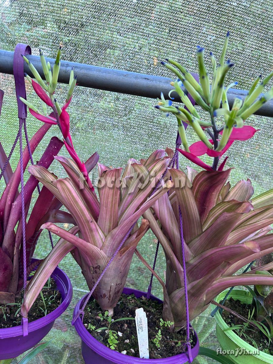 Billbergia amoena