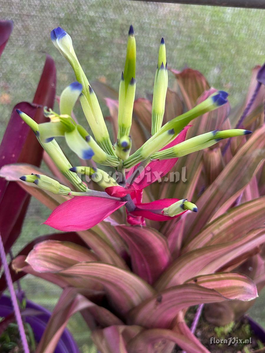 Billbergia amoena