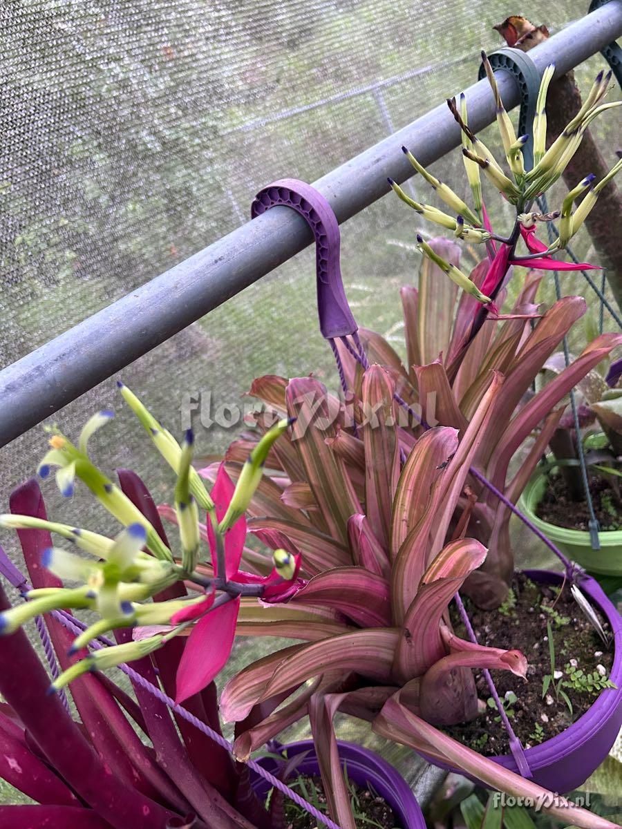 Billbergia amoena