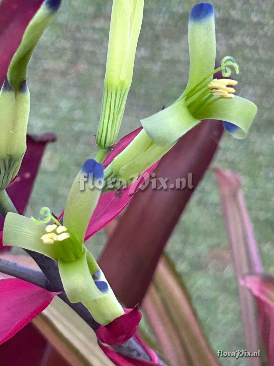 Billbergia amoena
