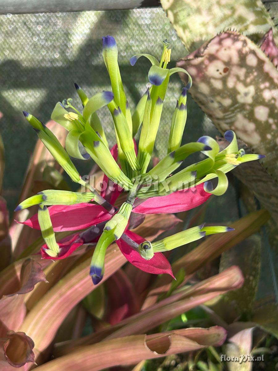 Billbergia amoena