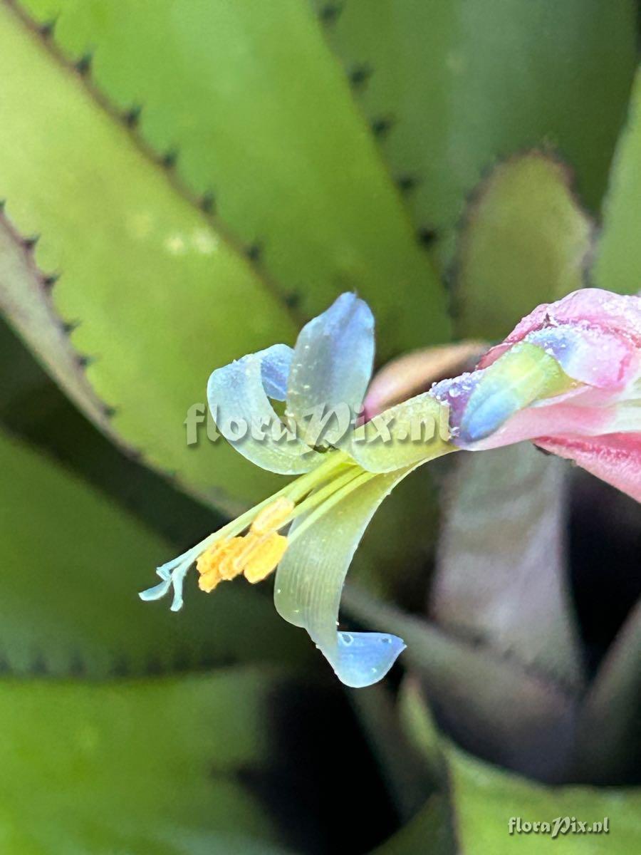 Billbergia sanderiana