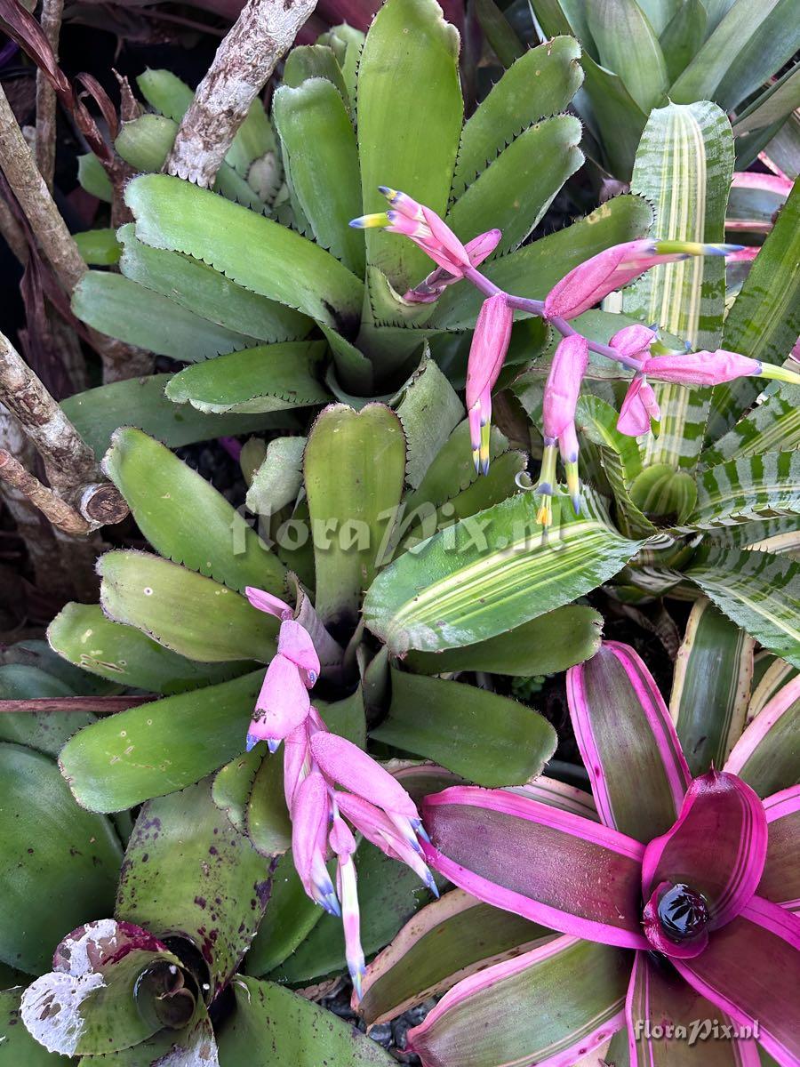 Billbergia sanderiana