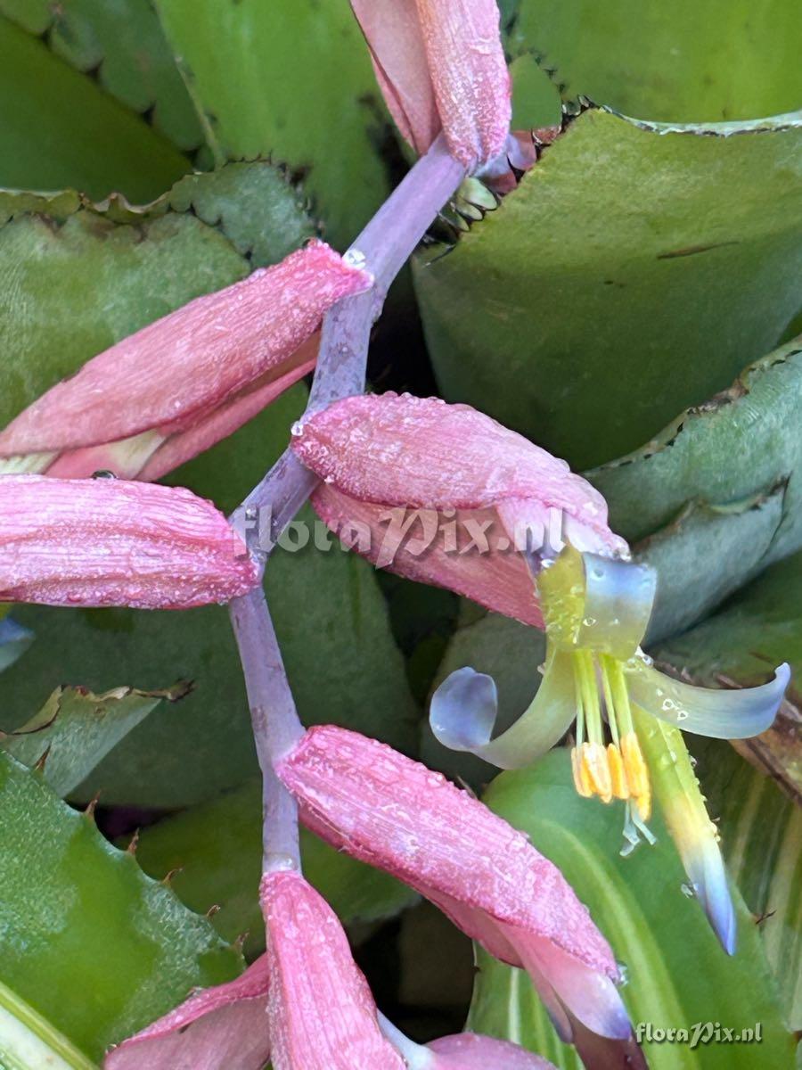 Billbergia sanderiana