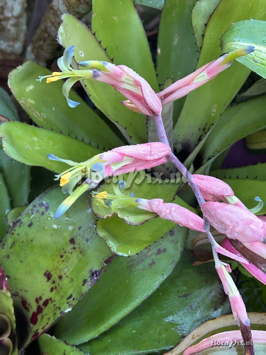 Billbergia sanderiana