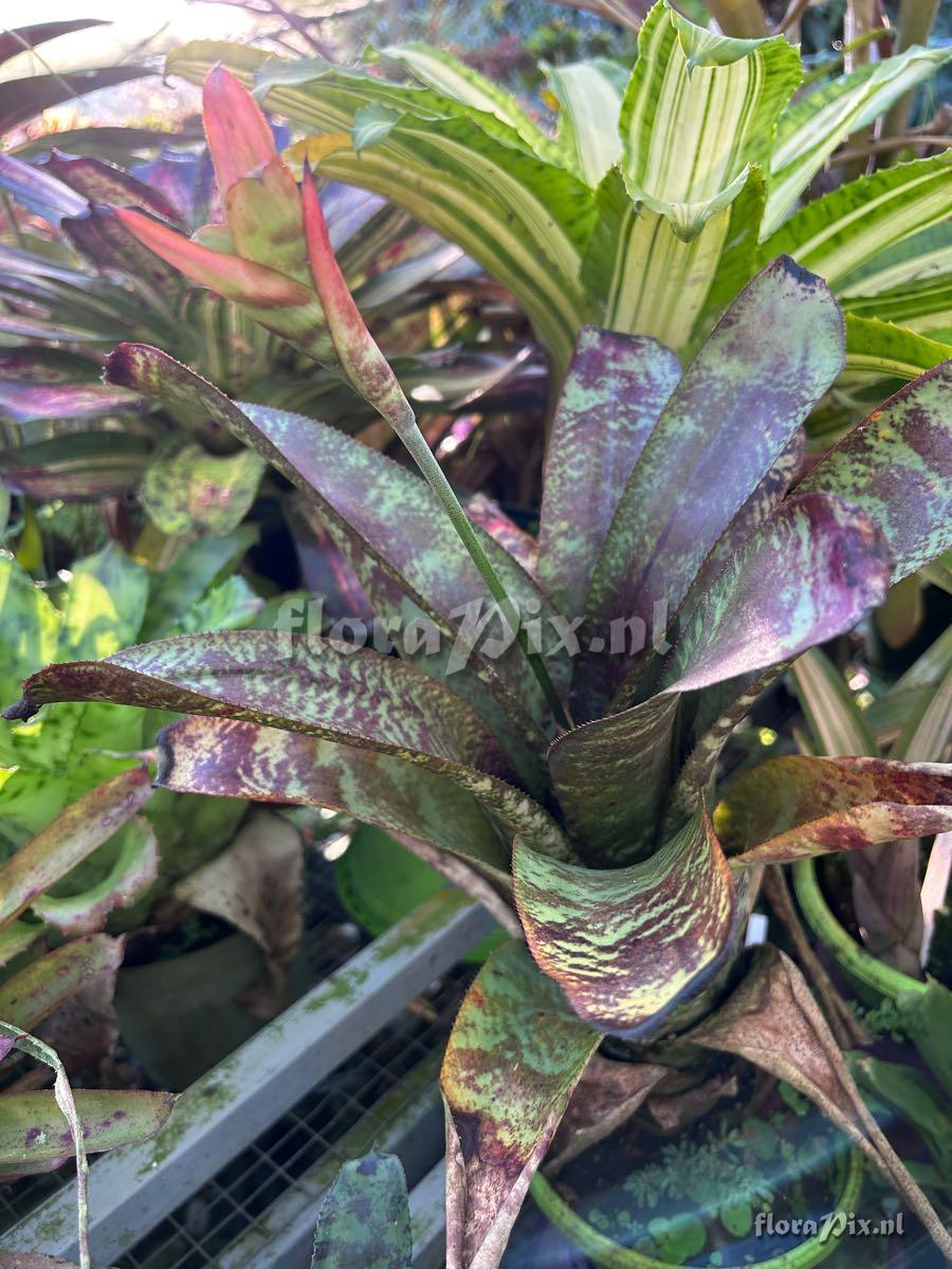 Canistrum seidelianum