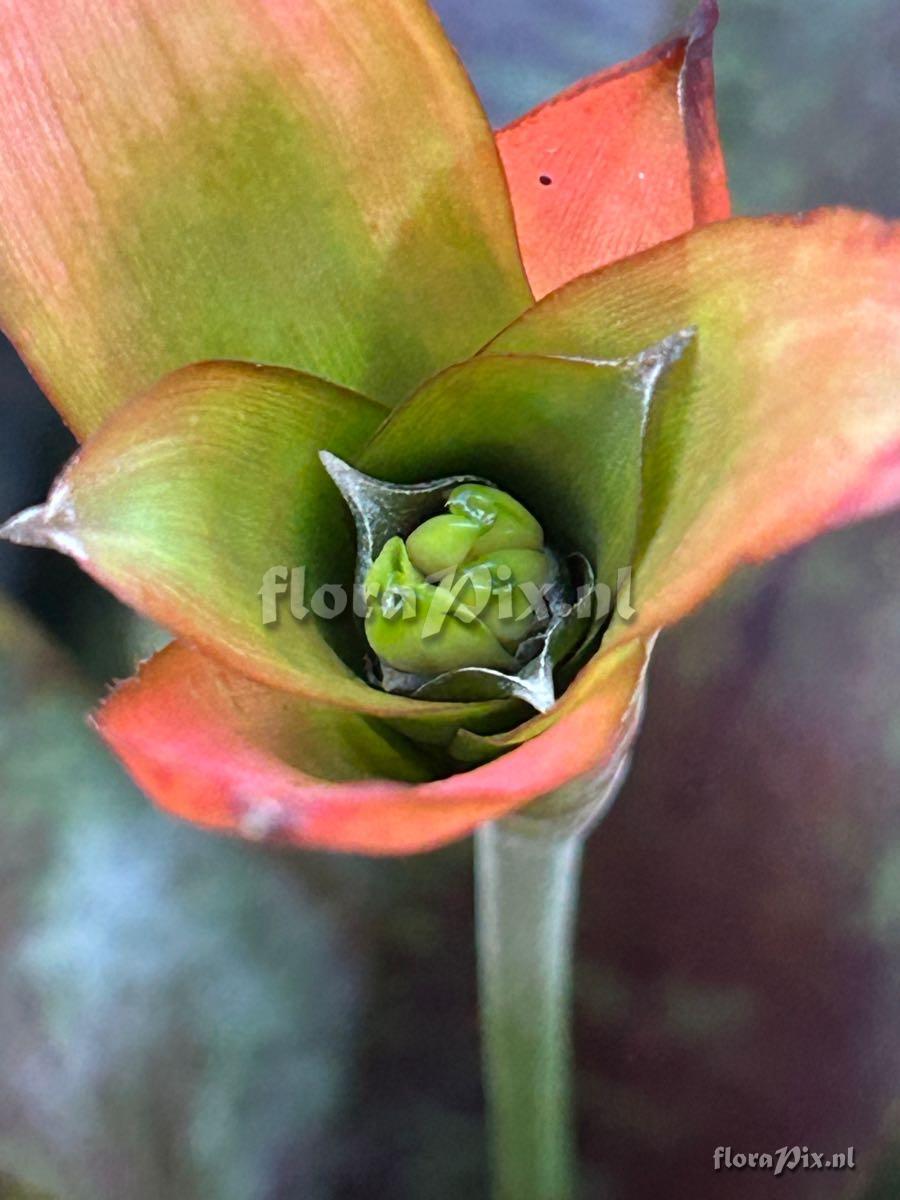 Canistrum seidelianum