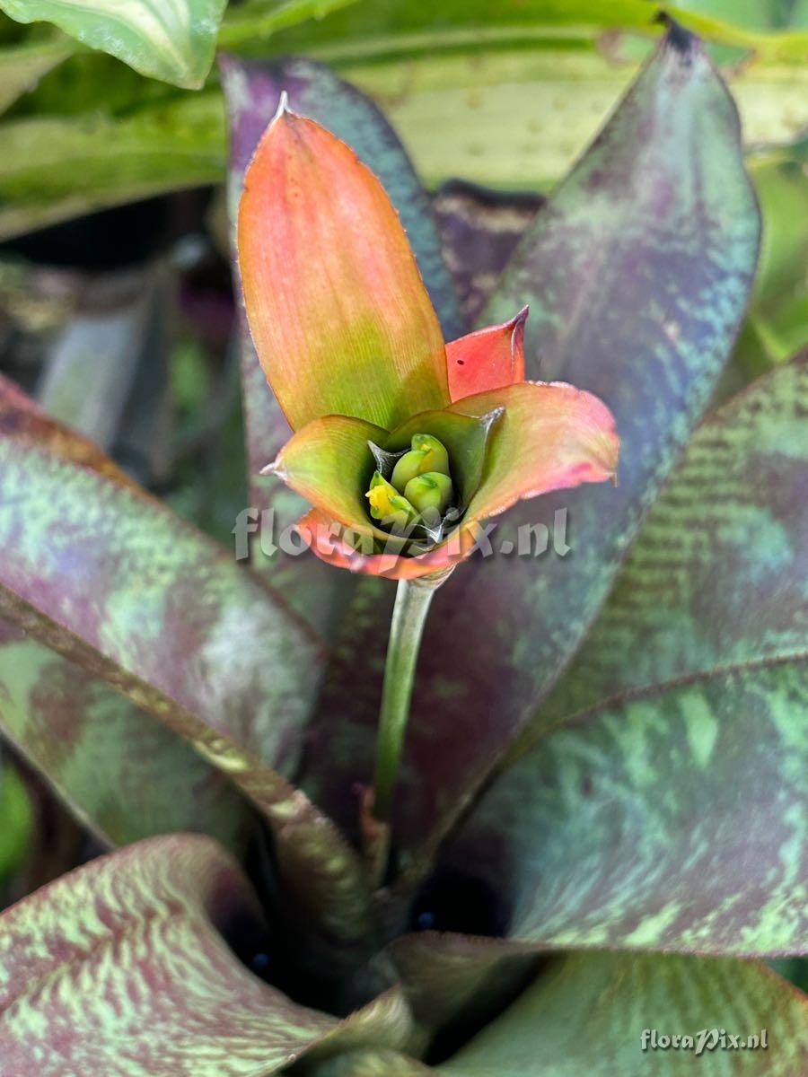 Canistrum seidelianum