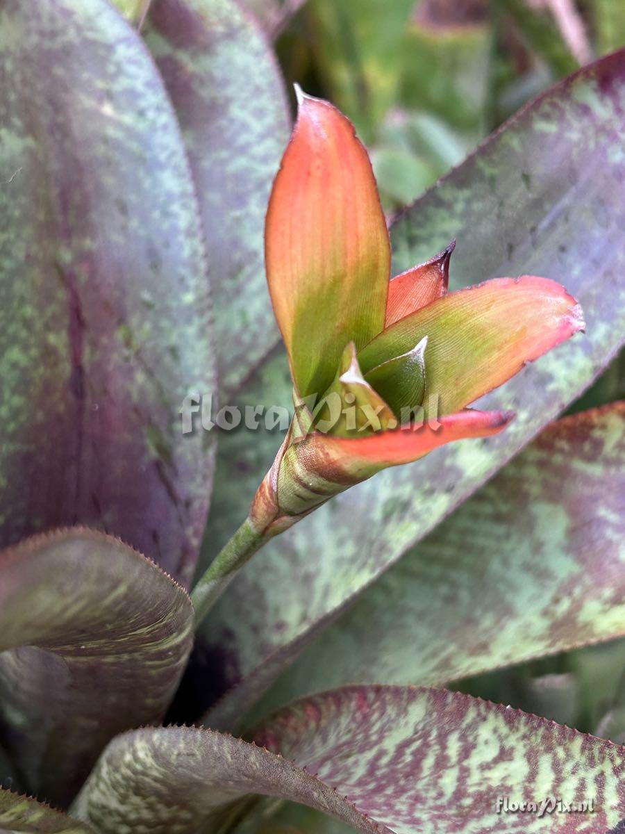 Canistrum seidelianum